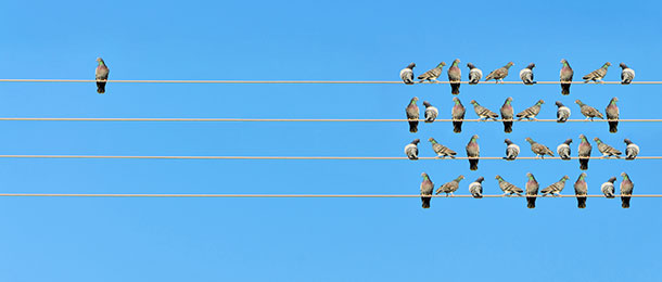Birds perched on power lines.
