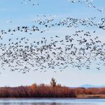 Flock of birds migrating north.