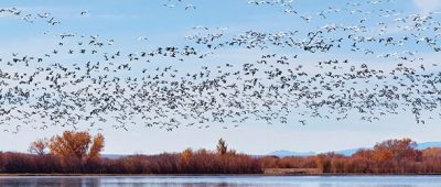 Flock of birds migrating north.