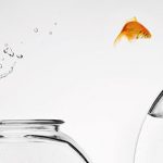 A goldfish jumps out of a bowl into a larger bowl of water.