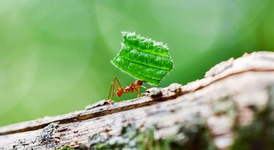 ant carrying large leaf
