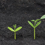 Aiming to fill a gap in the ETF sector, VanEck will release an international growth stock-focused exchange-traded fund.